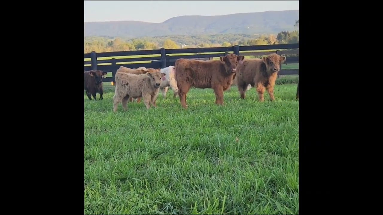 Feisty mini scottish highland