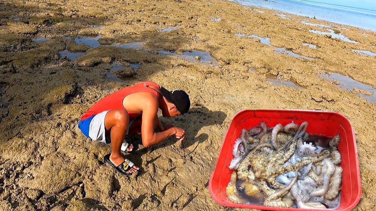 Octopus hunting| mag katabi lang ang mga bahay nila at ang laki ng mga pugita
