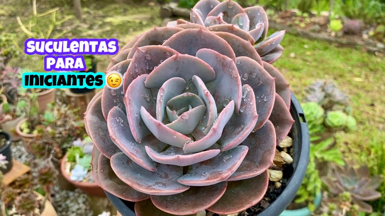 CONHEÇA MAIS DE 10  SUCULENTAS PARA INICIAR O CULTIVO SEM DORES DE CABEÇA