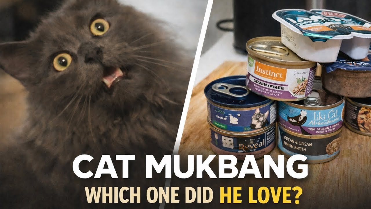 Cat food taste test challenge