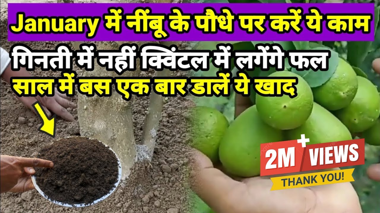 जनवरी में नींबू के पौधे पर करें ये काम गुच्छों में लगेगें फल | Lemon Plant Care