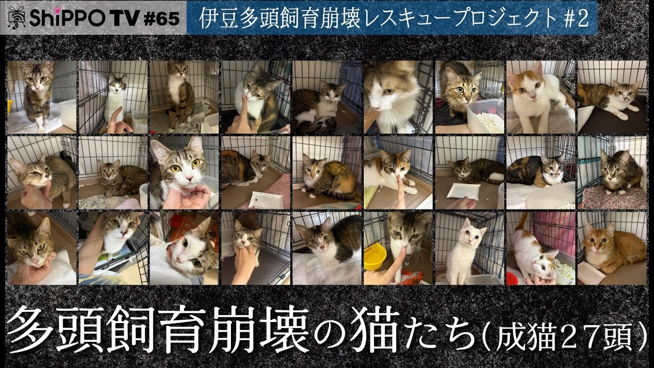 【多頭飼育崩壊 成猫27匹子猫11匹】伊豆多頭飼育崩壊レスキュー 全頭受け入れ　【ShippoTV 保護猫情報番組vol.65】