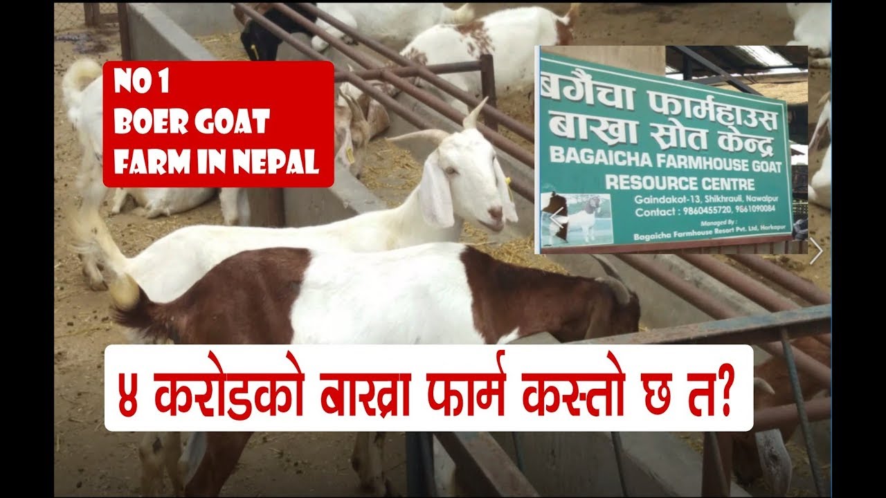 ४ करोडको बाख्रा फार्म कस्तो छ त? बाख्रापालन सम्बन्धि A-Z जानकारी! Boer Goat Farming in Nepal