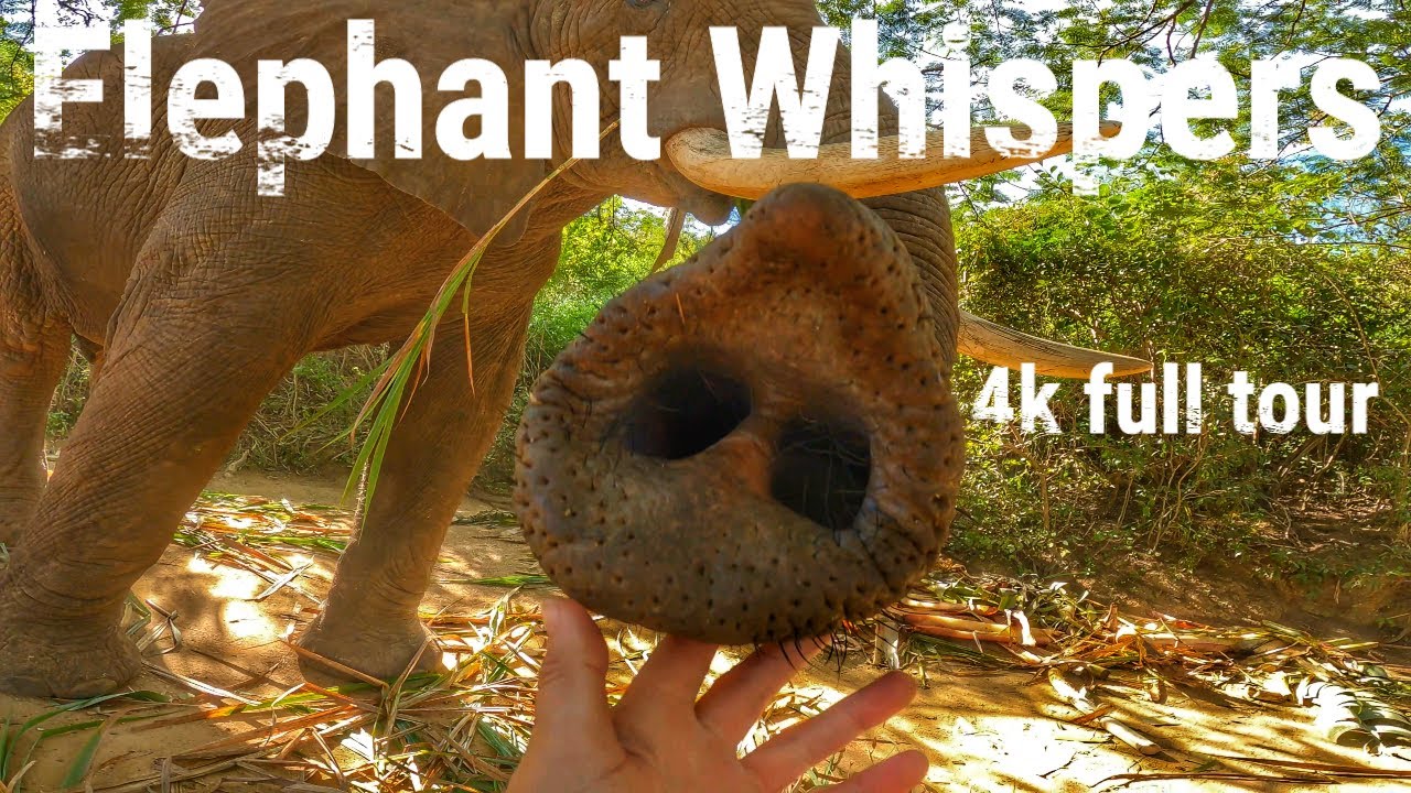 Elephant Whispers: Full tour in 4K