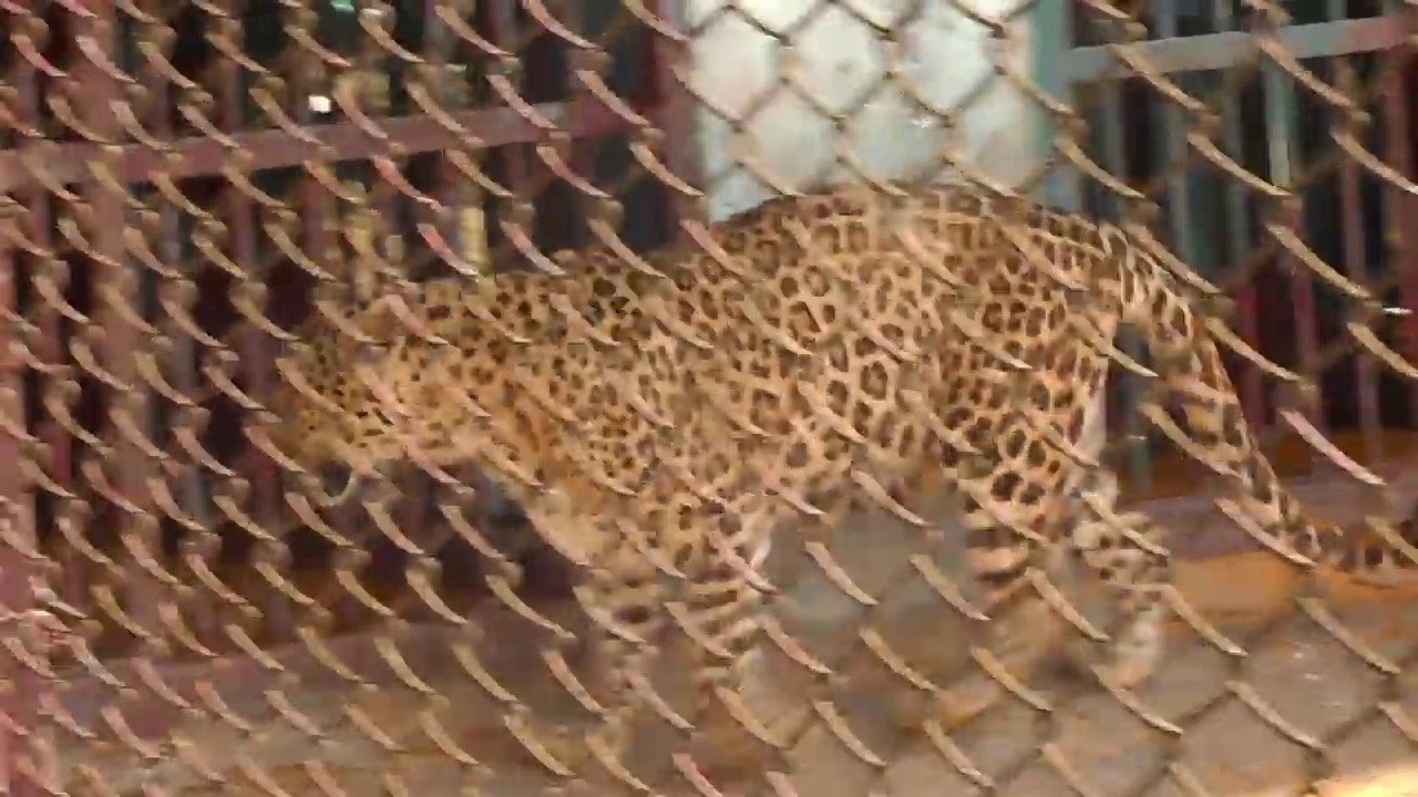 Chiriakhana Roshid Bill | Tiger Scene | R Series | Rofikul Islam