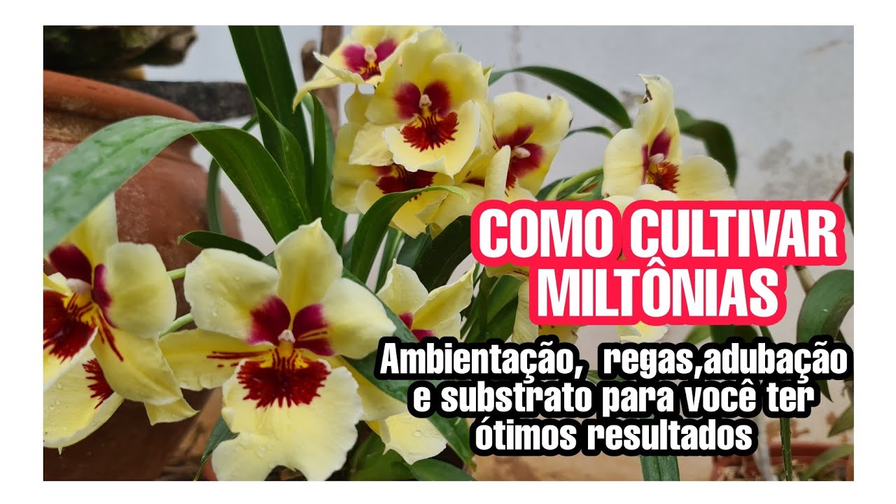 COMO CULTIVAR MILTÔNIAS
