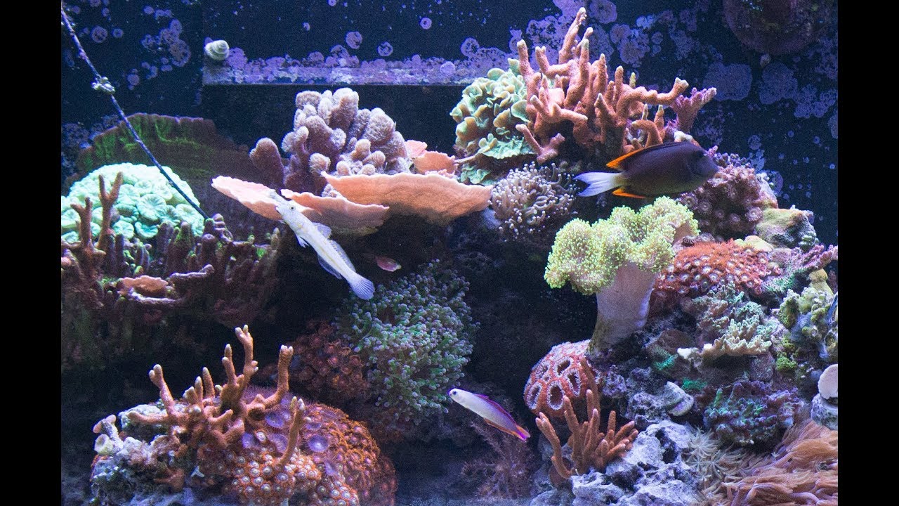 15 Months of Coral Growth in 30 seconds