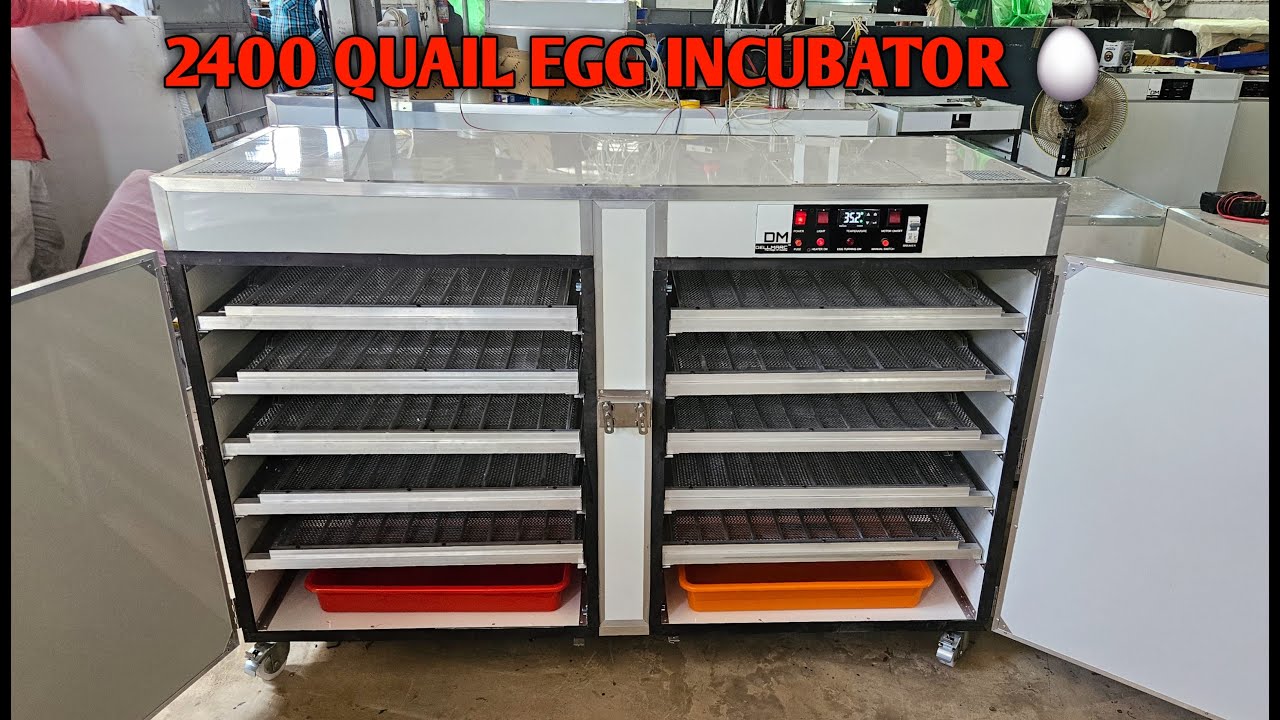 2400 Quail एग इनक्यूबेटर चूजों का व्यापार किया जा सकता है और  पैसा कमाया जा सकता है#eggincubator #dj