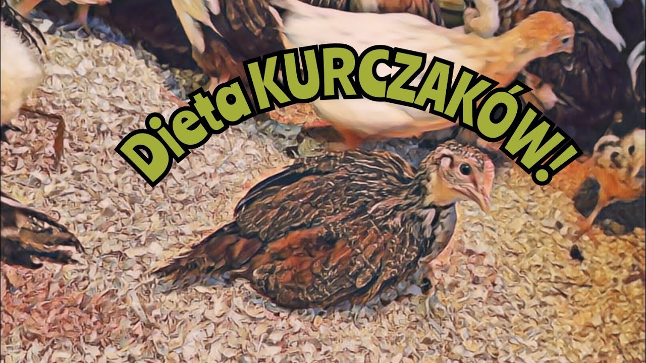 #hodowlakur 🐓🐔| Jak karmić kurczaki? 🐤 | Kiedy i jak zmienić pasze? 🌾