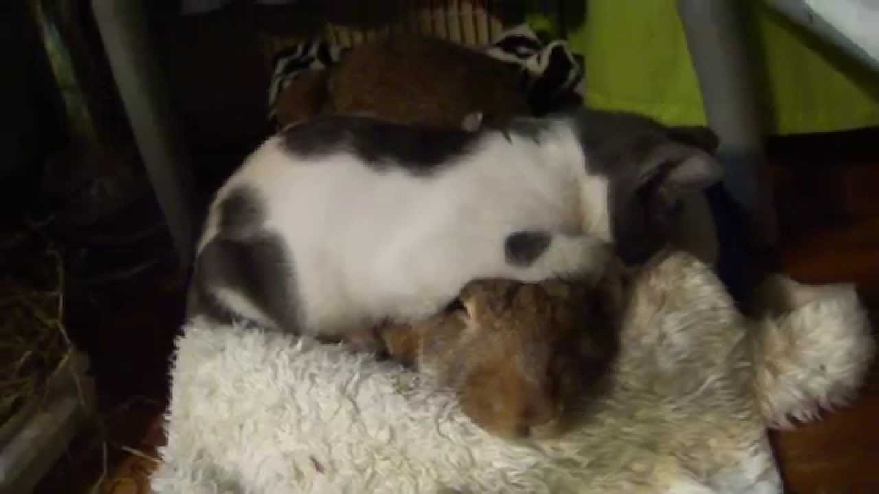 Cloudy and Birbilly sleeping together