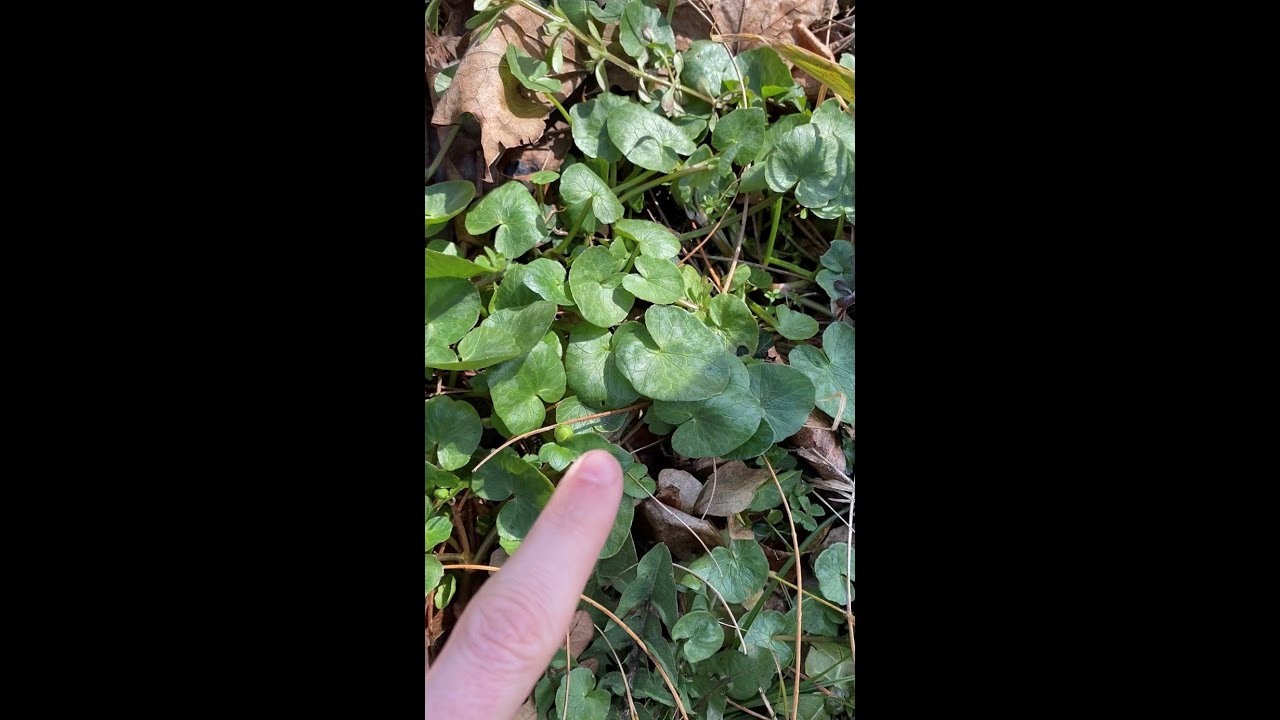 Un biotope &agrave; morilles en pleine ville de Lausanne