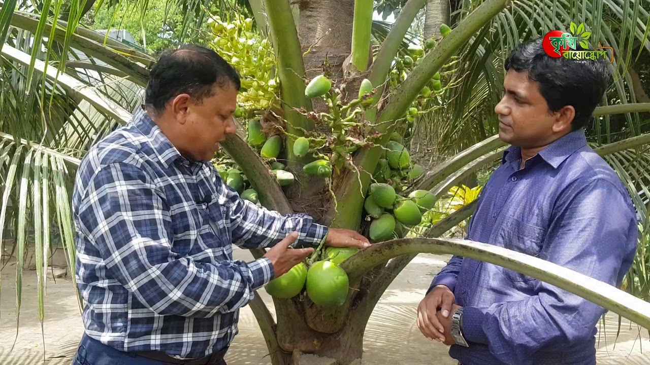 ৩ বছরের নারিকেল গাছে শতাধিক ডাব বাংলাদেশের মাটিতে- খাটো জাতের নারিকেল(Dwarf coconut)