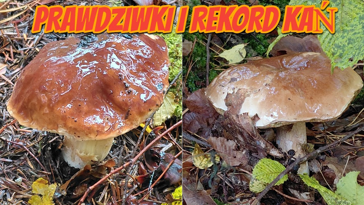 Prawdziwki i rekord kań