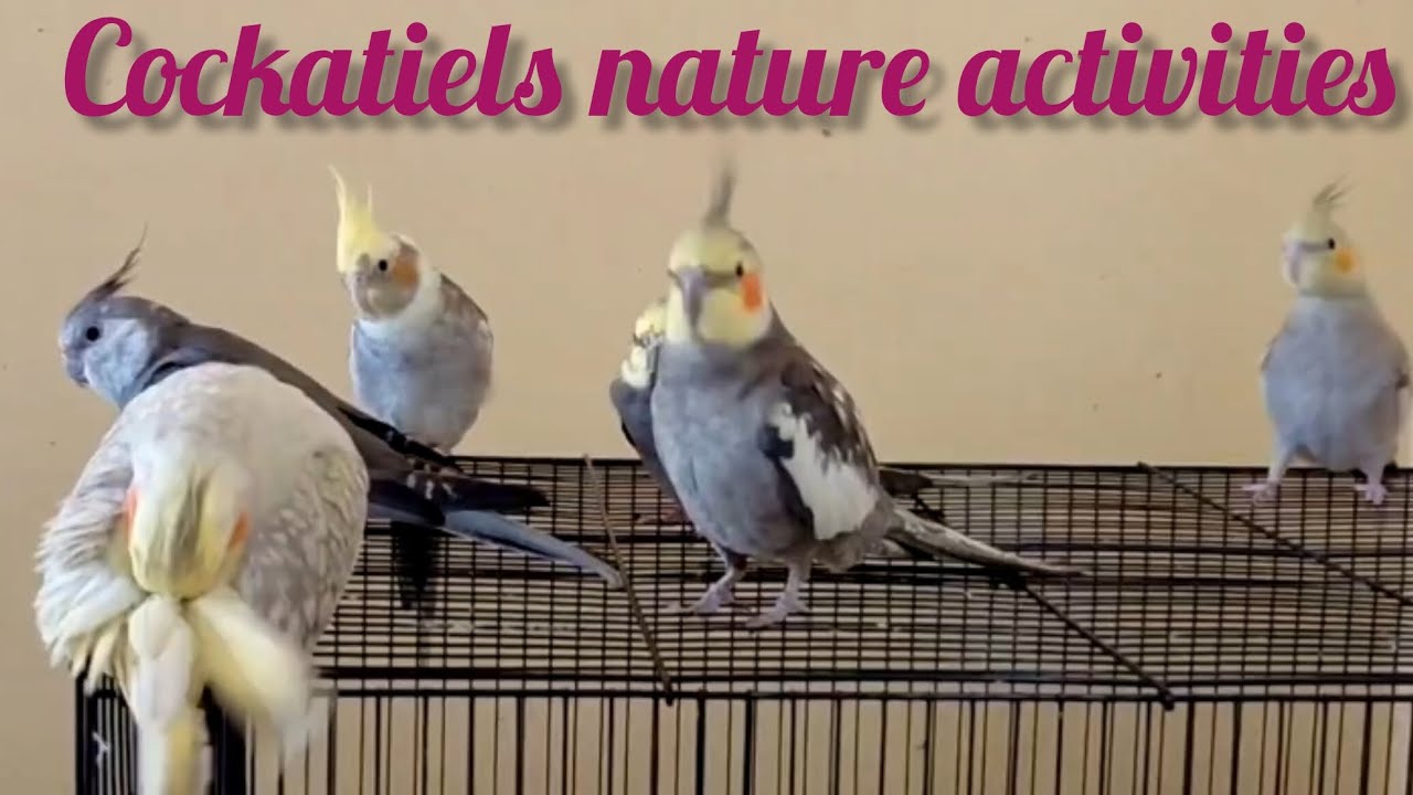 Cute natural sounds of cockatiels 