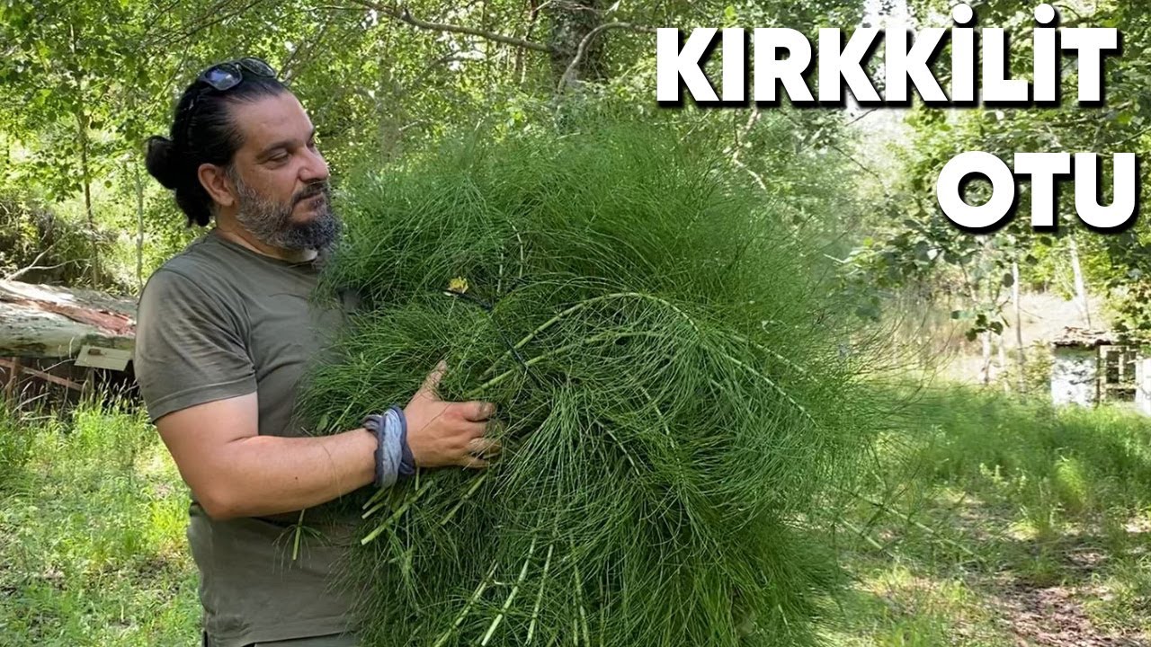 Kırkkilit Otu (At Kuyruğu) Faydaları  - 40 Derde Deva