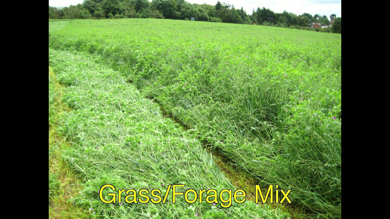 Aitchison GrassFarmer & Earthquaker