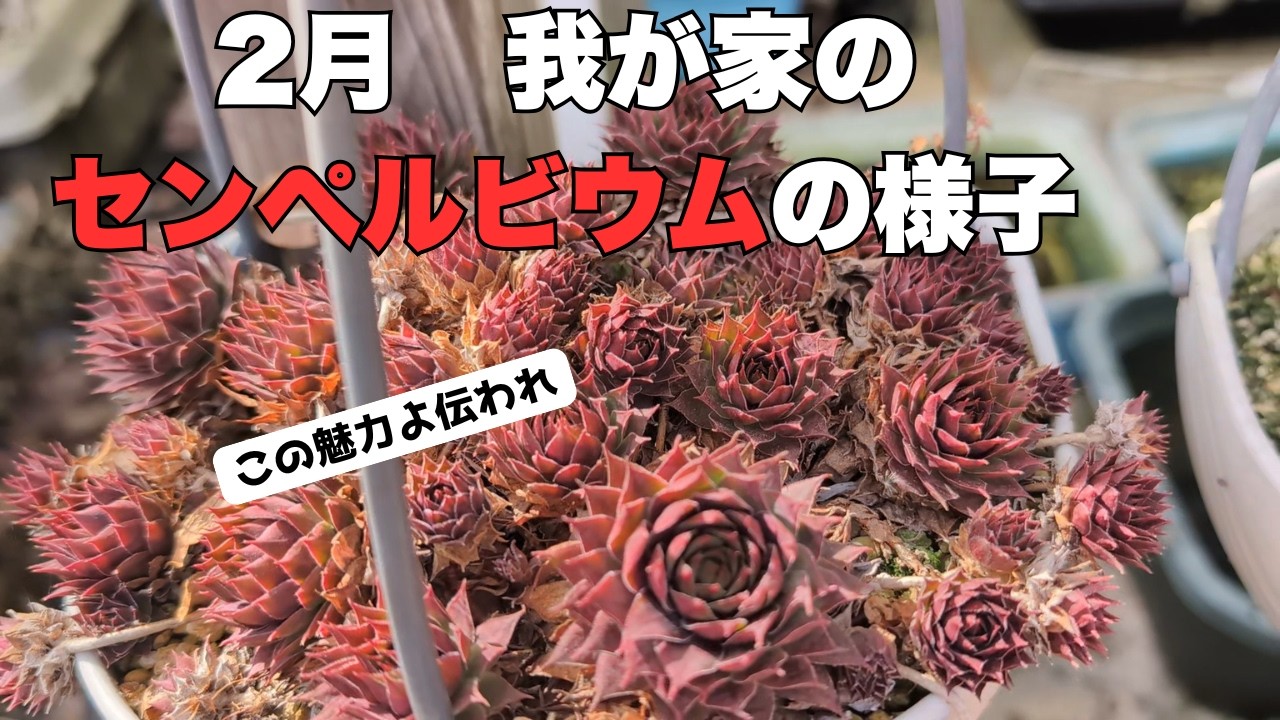 「センペルビウム」寒さに強くて、管理しやすい沢山増える。かわいい多肉。