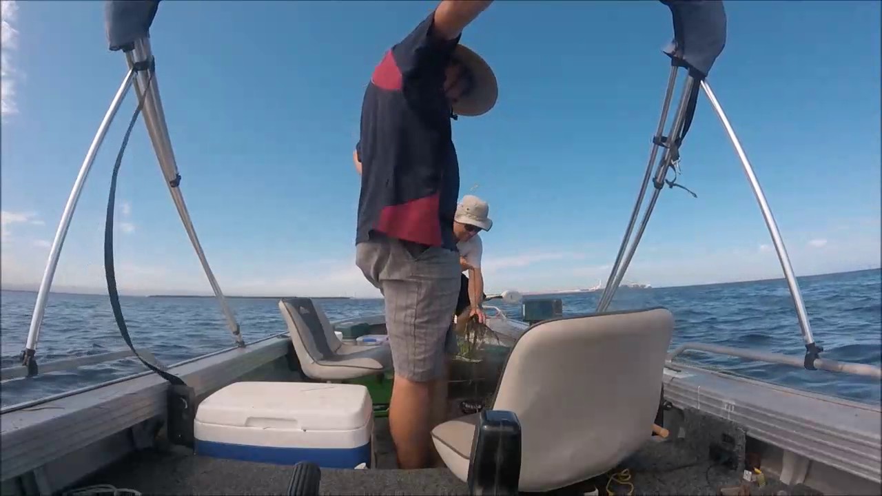 Blue swimmer crabs out from Adelaide