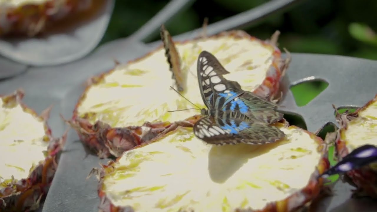 Butterfly Garden in Changi Airport, Singapore