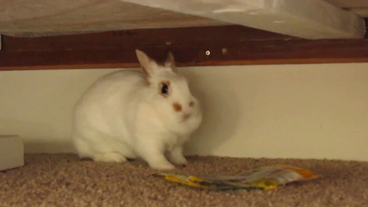 Supreme Happiness of a  Bunny Rabbit! Bunny flops & 360 rollovers...