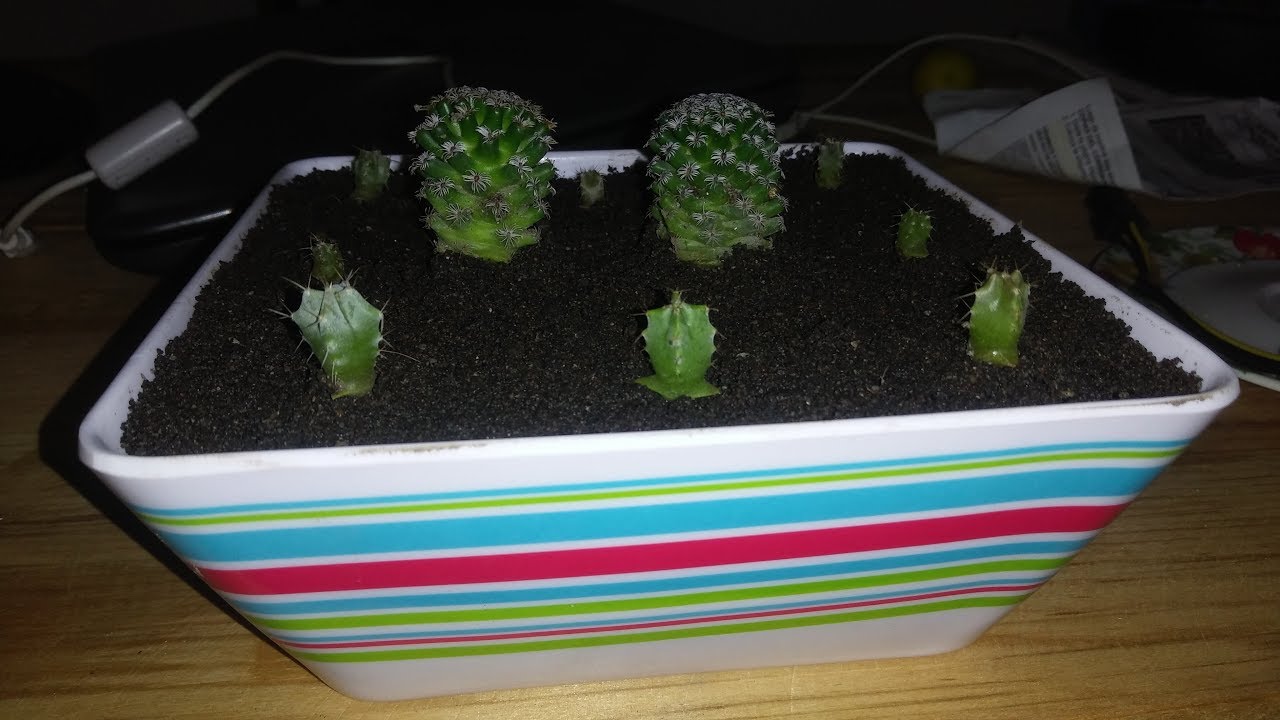 Germinación de Semillas de Cactus, Fácil y Rápido (Seguimiento)