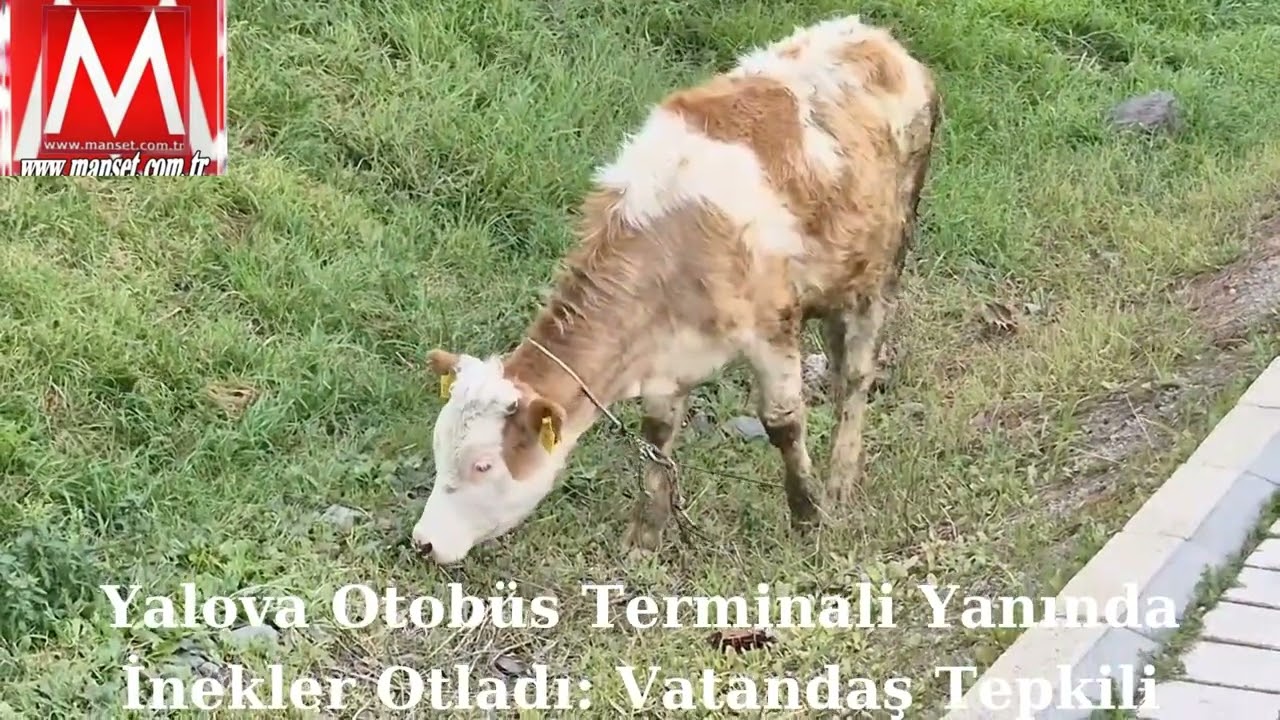 Yalova Otobüs Terminali Yanında İnekler Otladı: Vatandaş Tepkili