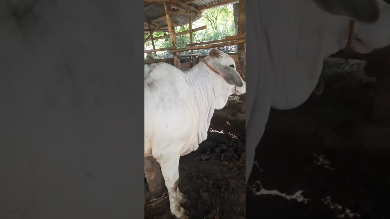 maganda ba ang dayami sa mga alaga nating baka opo, panoorin po ang video. baka makatulong po.