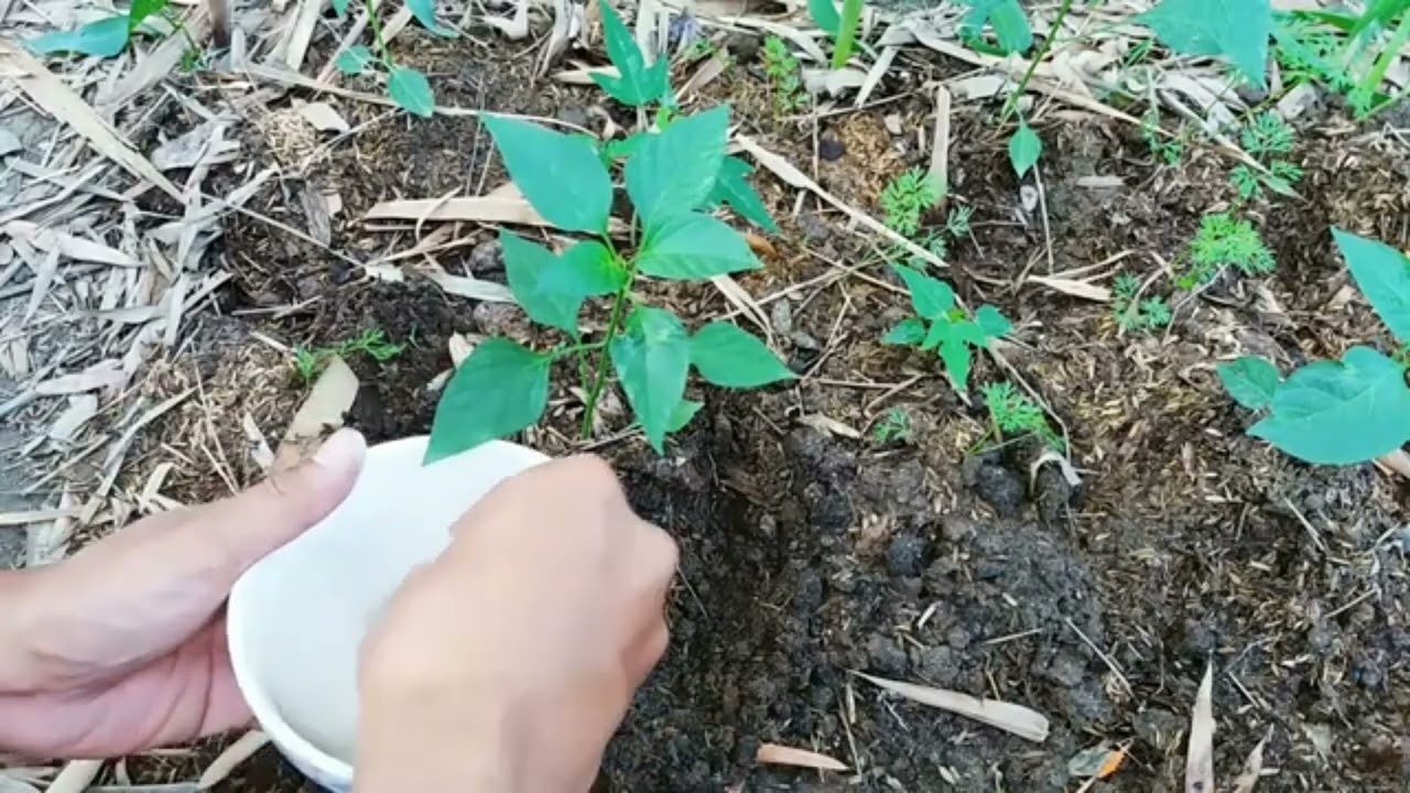 PAANO BA MAGTANIM NG ATSAL AT PAGAABUNO #ytshorts #youtube #subcribemore #farming #emantv