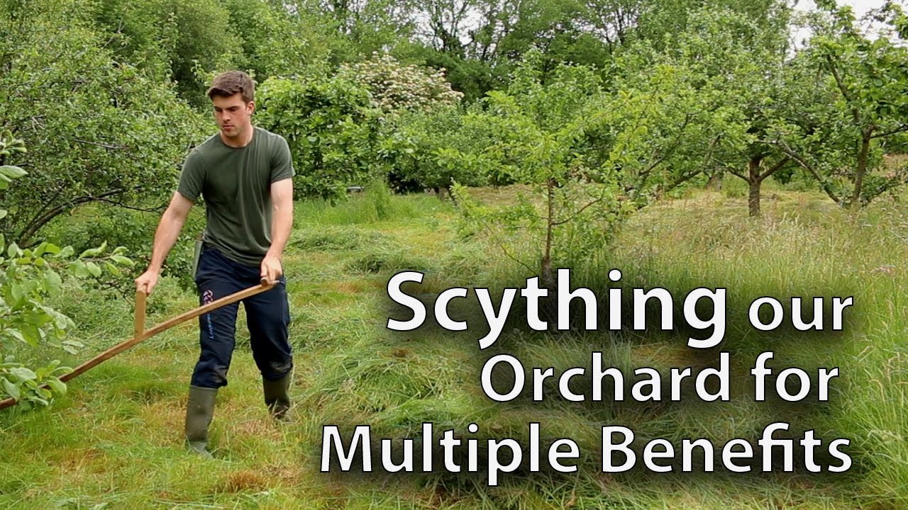 Scything our Orchard of 30 Fruit Trees