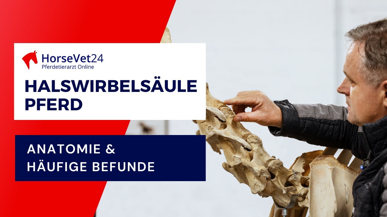 Halswirbelsäule beim Pferd: Anatomie, Probleme & häufige Befunde