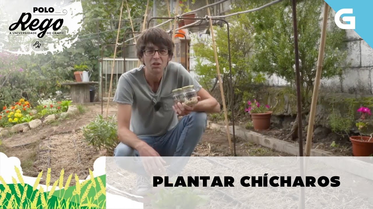 Como sementar chícharos e tirabeques