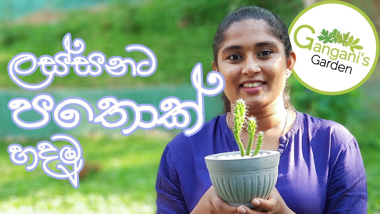 නිවස අලංකරණයට පතොක් වවමු- Pathok Plant Sinhala Cactus Sinhala