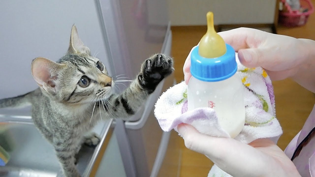 久しぶりに子猫に哺乳瓶でミルクをあげたら飲む！？