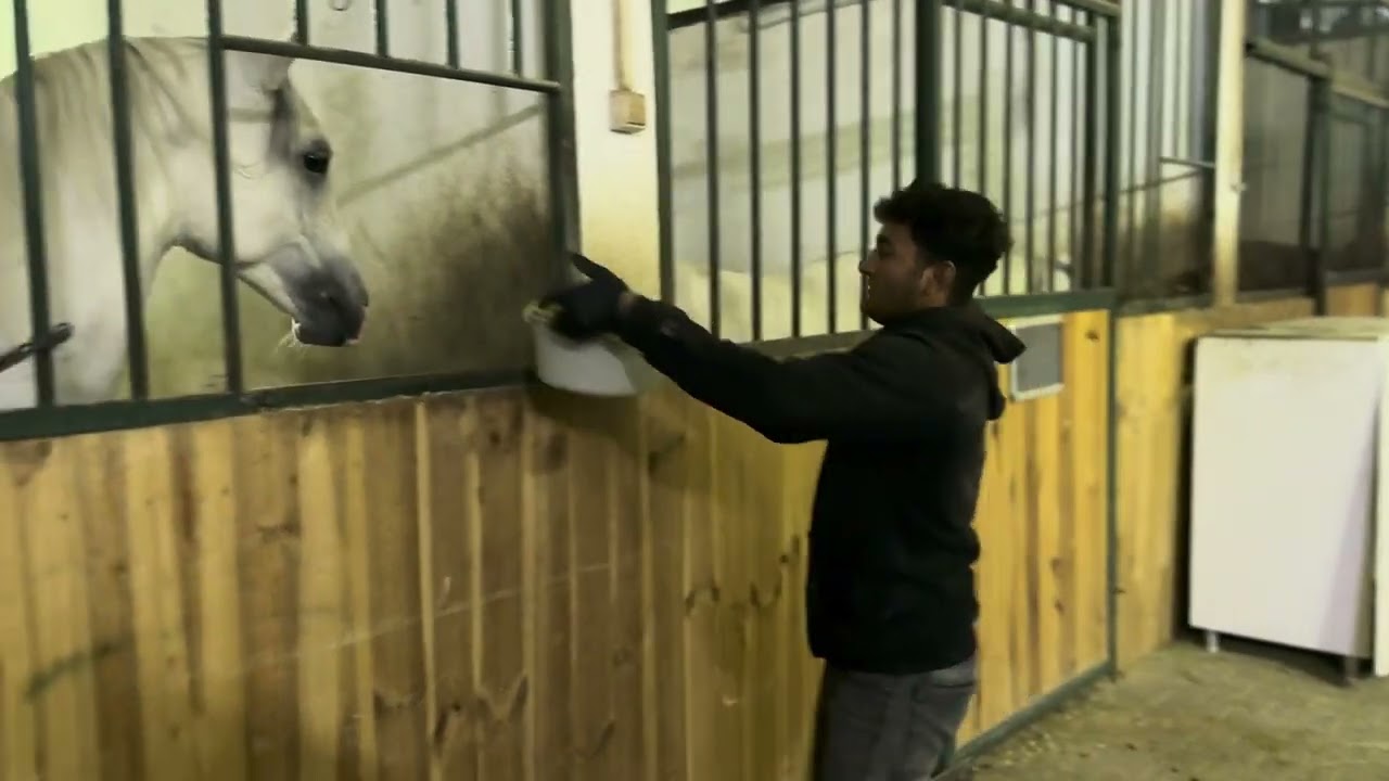 AT YEMLEME NASIL YAPILIR ATLAR YEM ZAMANI NASIL TEPKİLER VERİYOR ATLARIN YEM ZAMANI VS