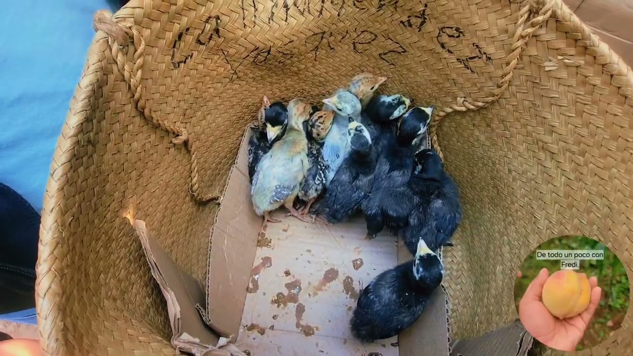 Vacunando a los guajolotitos o pavitos con la vacuna newcastle🦃😊🙏.