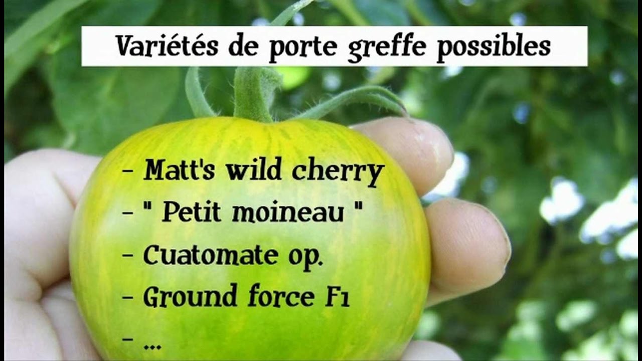 Comment  greffer des tomates  / greffe de tomate (partie 1)
