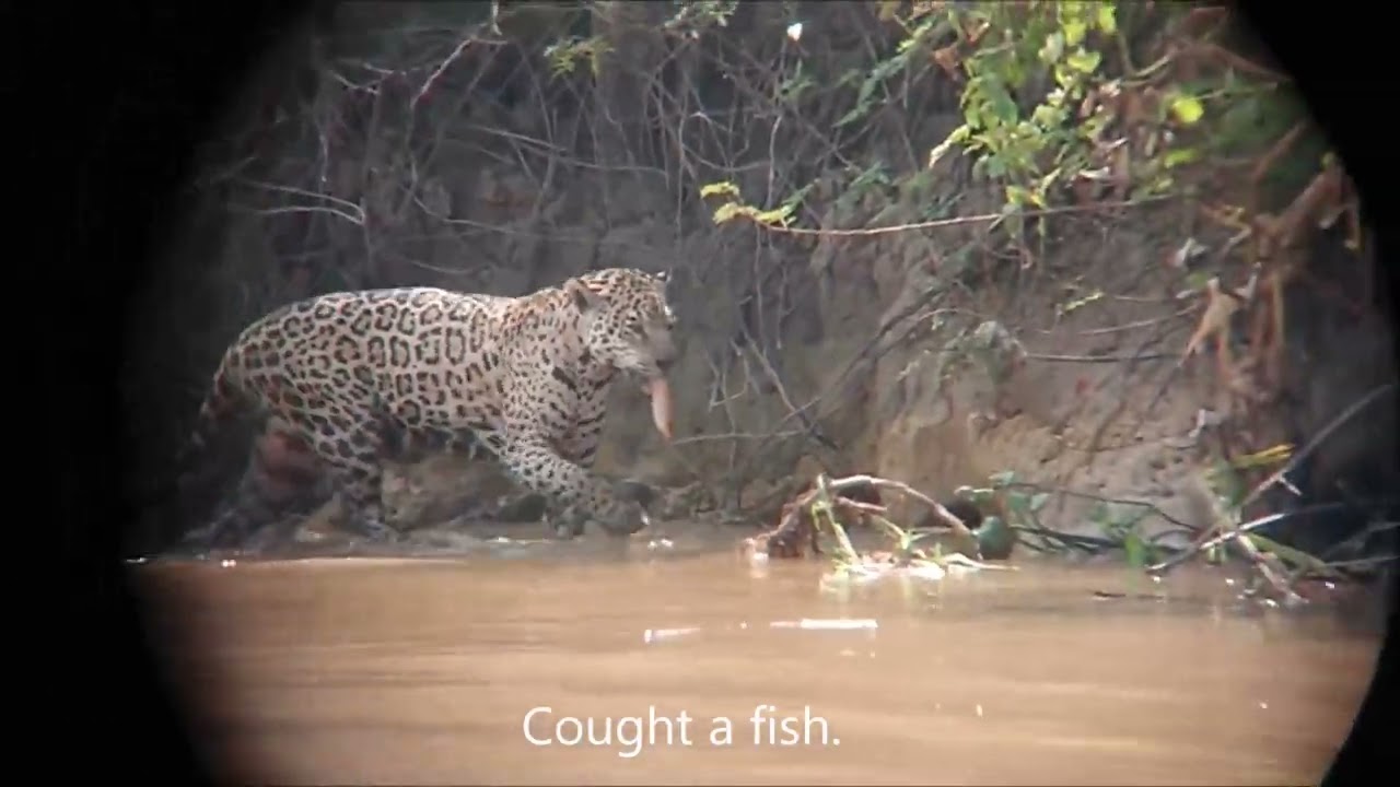 Pantanal Jaguars
