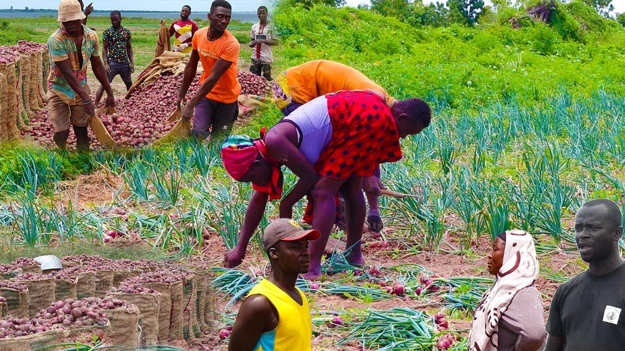 Onion farming employs hundreds of people - Farmers in Kwahu Pitiku express their concerns