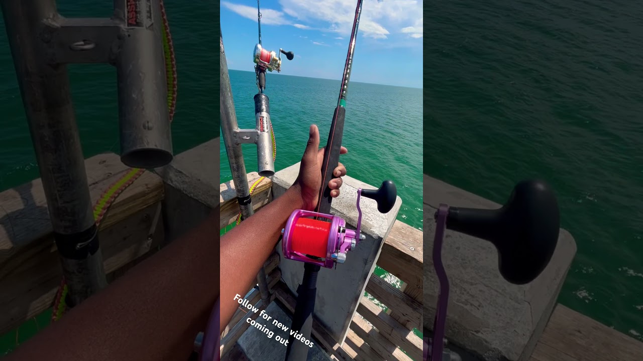 #Avet 100lb Tarpon has Avet Lx Drag screaming