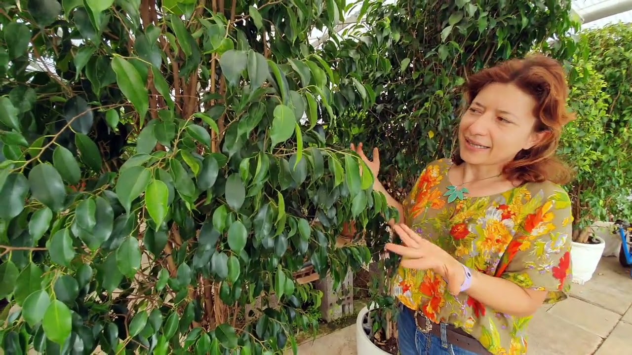 Ficus benjamin pianta da interno generosissima