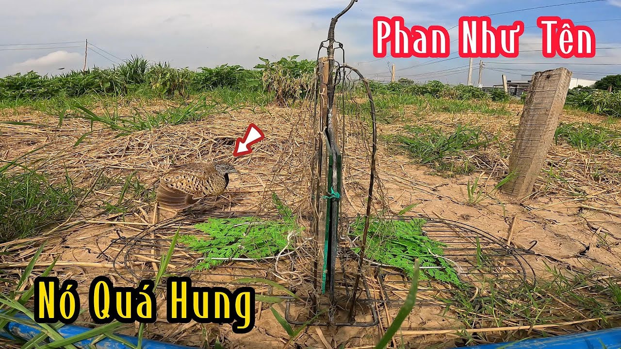 Vô Trúng Ổ Chim Mái Bắt Quá Đá Lục Thấy Mê | Đam Mê Săn Bắt