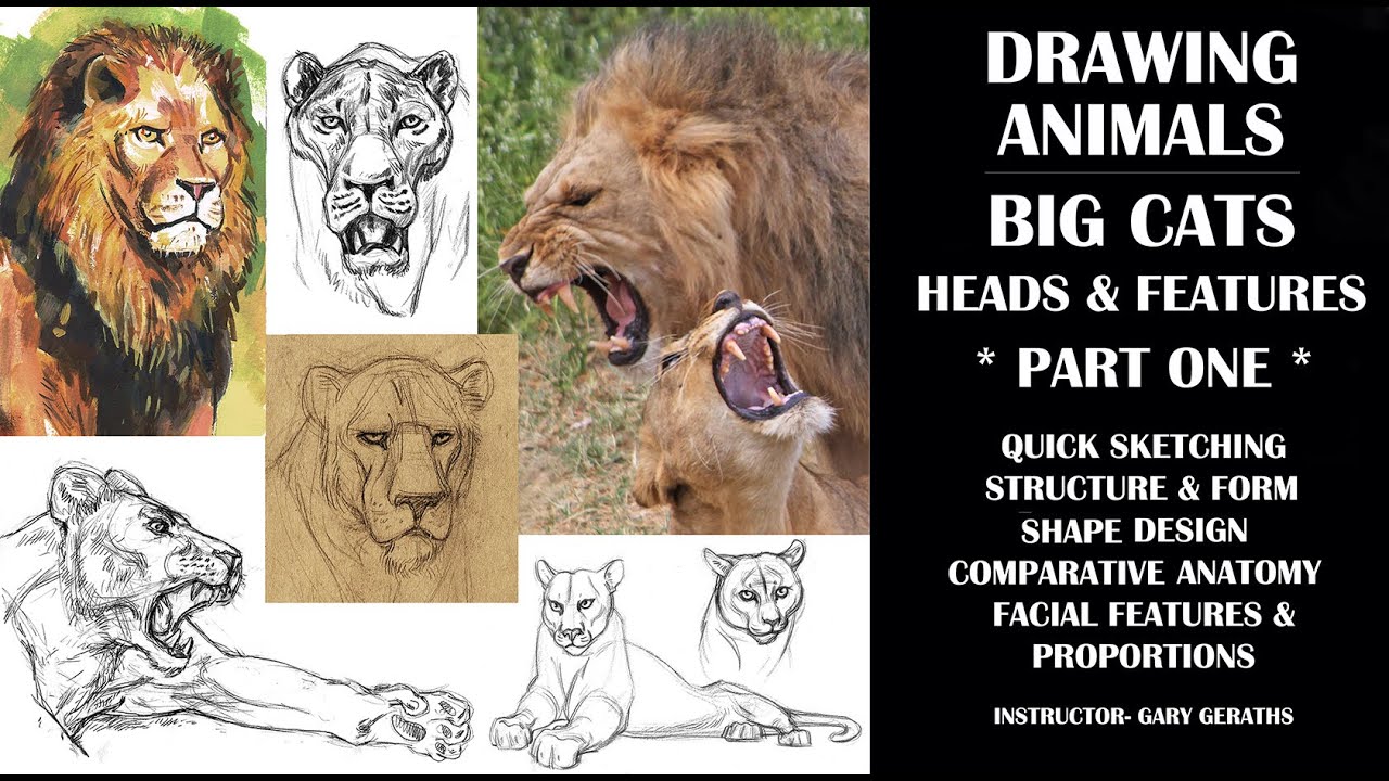 DRAWING ANIMALS BIG CATS - PART 1 - HOW TO SKETCH & LESSONS on STRUCTURE, FACIAL FEATURES & TEXTURE