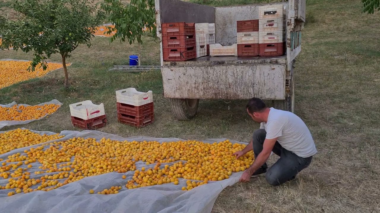 MALATYA KAYISI HASADI / SARI ALTIN HASADI