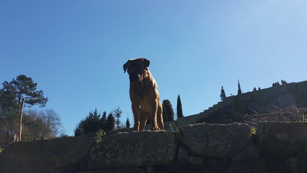 Boris o Boerboel - 12 meses...