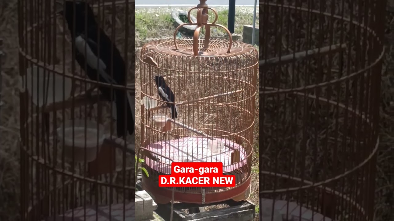 RAWATAN JEMUR + JK SEKUAT DIA !! DR KACER TERBARU