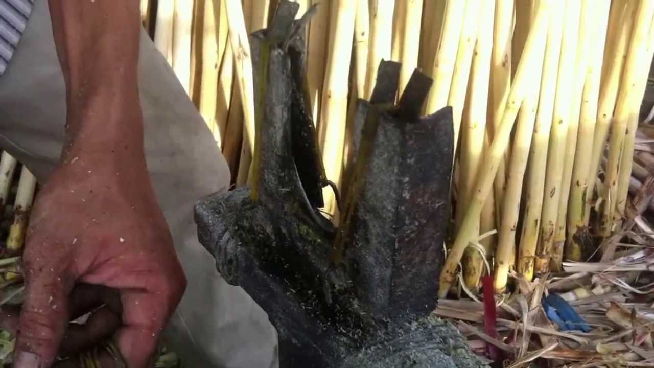 huong dan bao mia thu cong