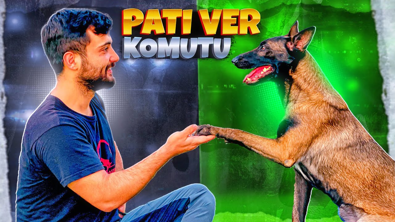 pati ver ve çak komutunu 🐶
