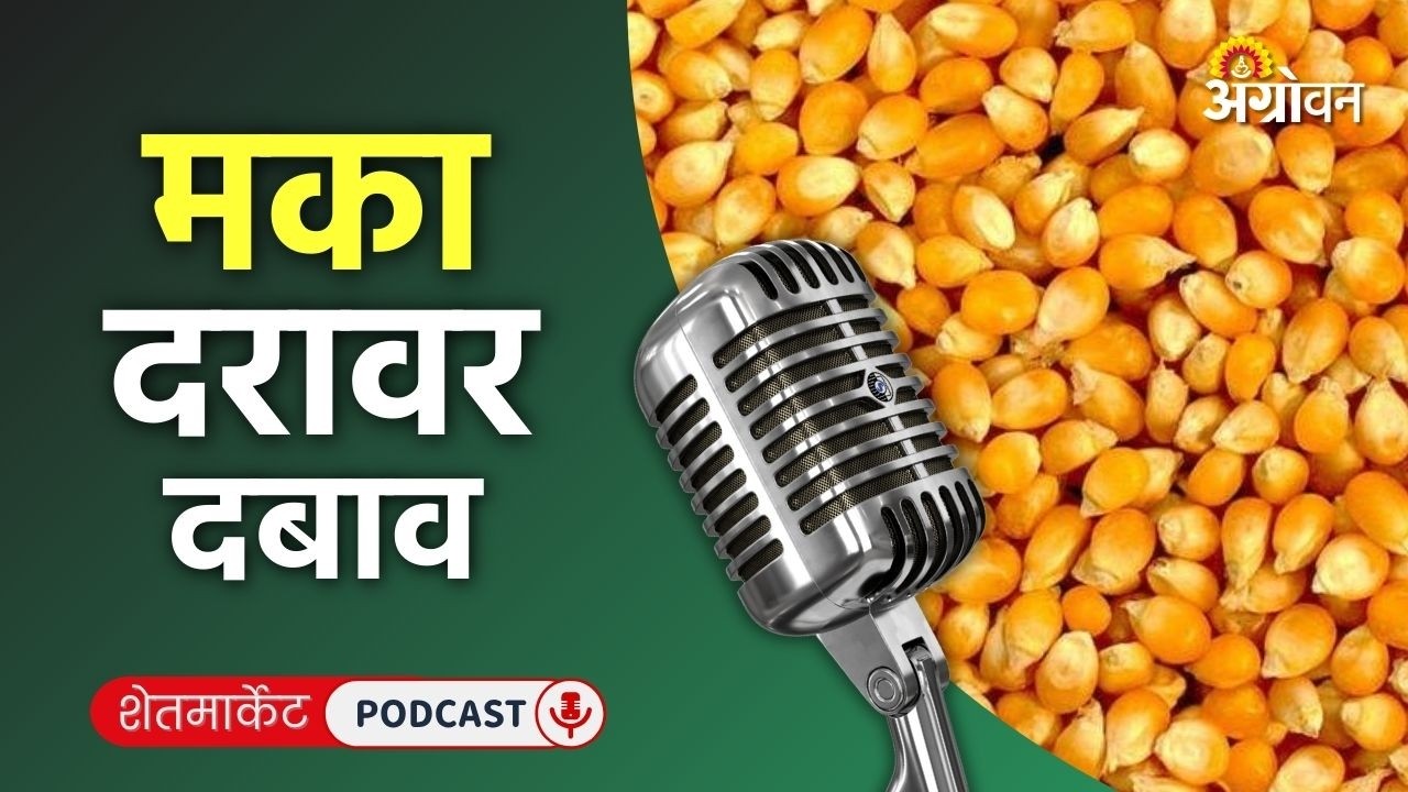 Cotton, Soybean Rate: सोयाबीन बाजार, कापूस दर, हरभरा भाव, लसूण रेट | Agrowon