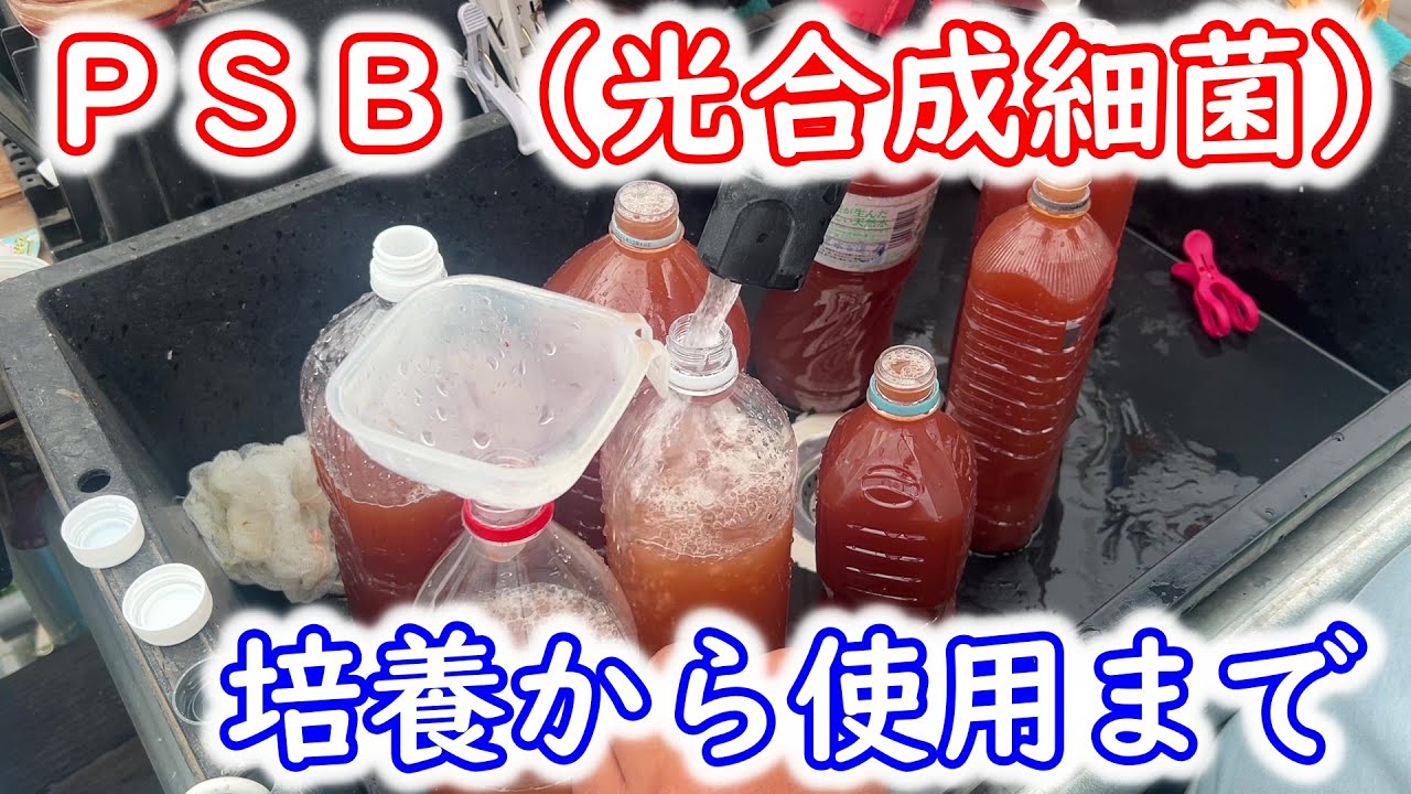 【めだか】ＰＳＢ、光合成細菌でチートなメダカ育成。培養の注意点と使用方法。Ｂ型おやじ