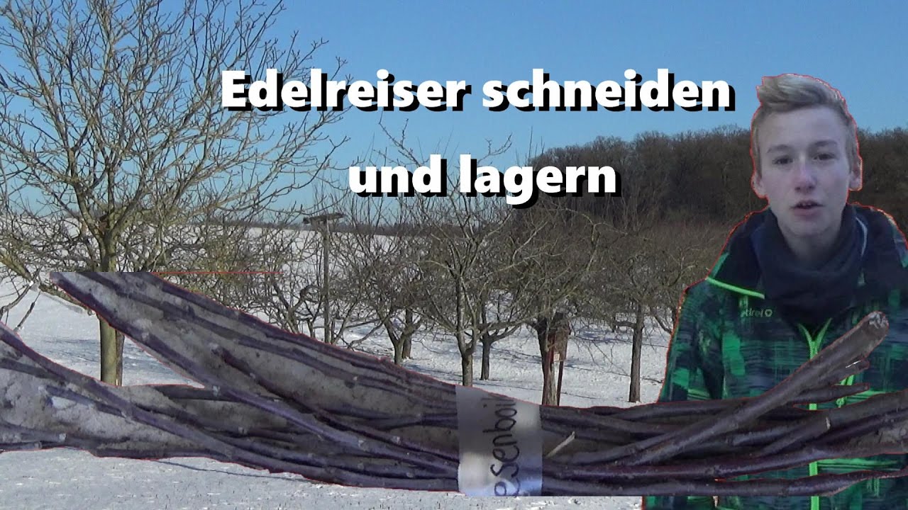 Edelreiser richtig schneiden und lagern